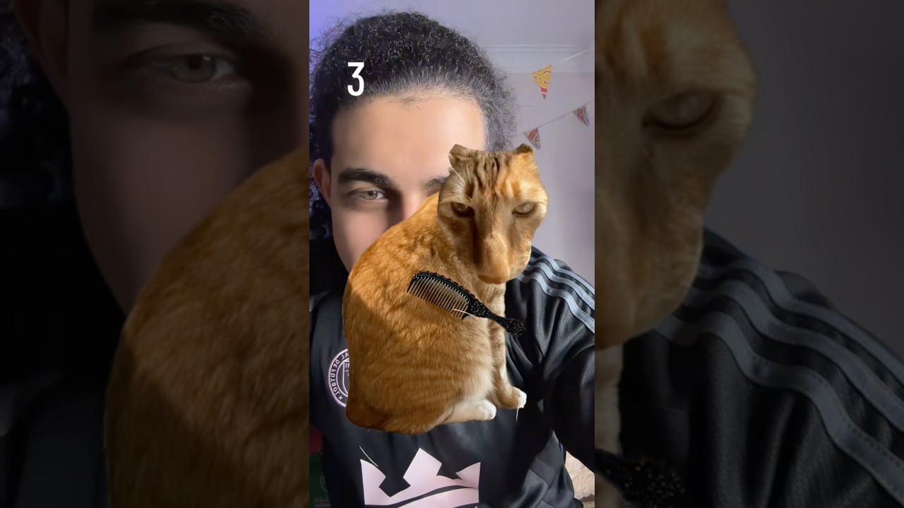 سرح شعر القطه الشريره 😂🤦🏻‍♂️