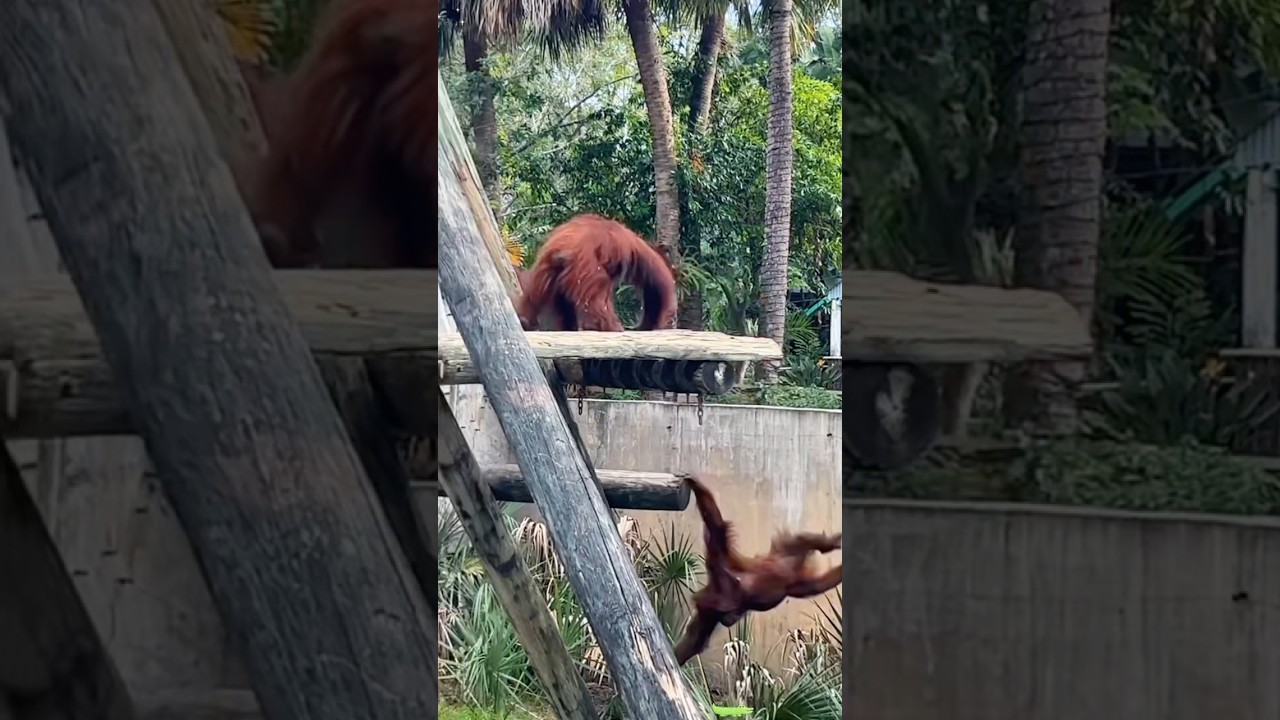 Funny Animals in Florida #funny #florida #animals #cute #foryou