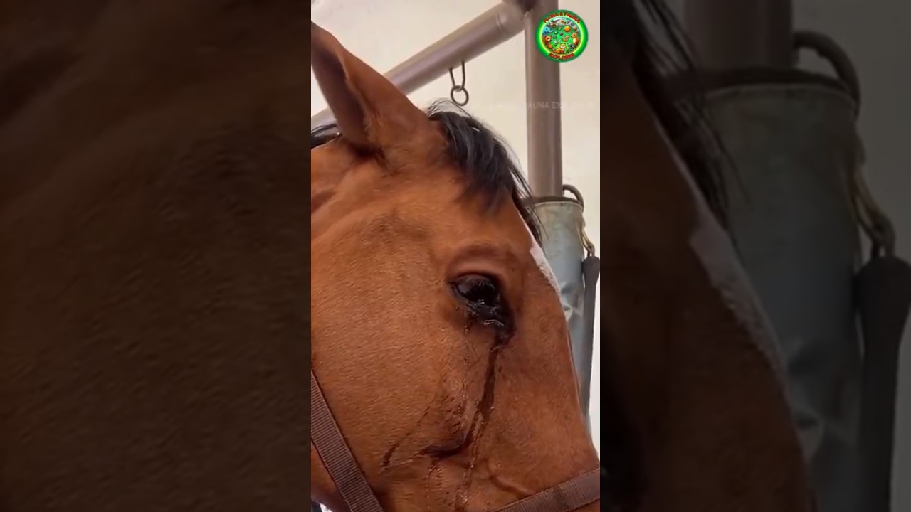Cinta Yang Begitu Besar Dari Pemiliknya Untuk Seekor Kuda 😭🐴❤️