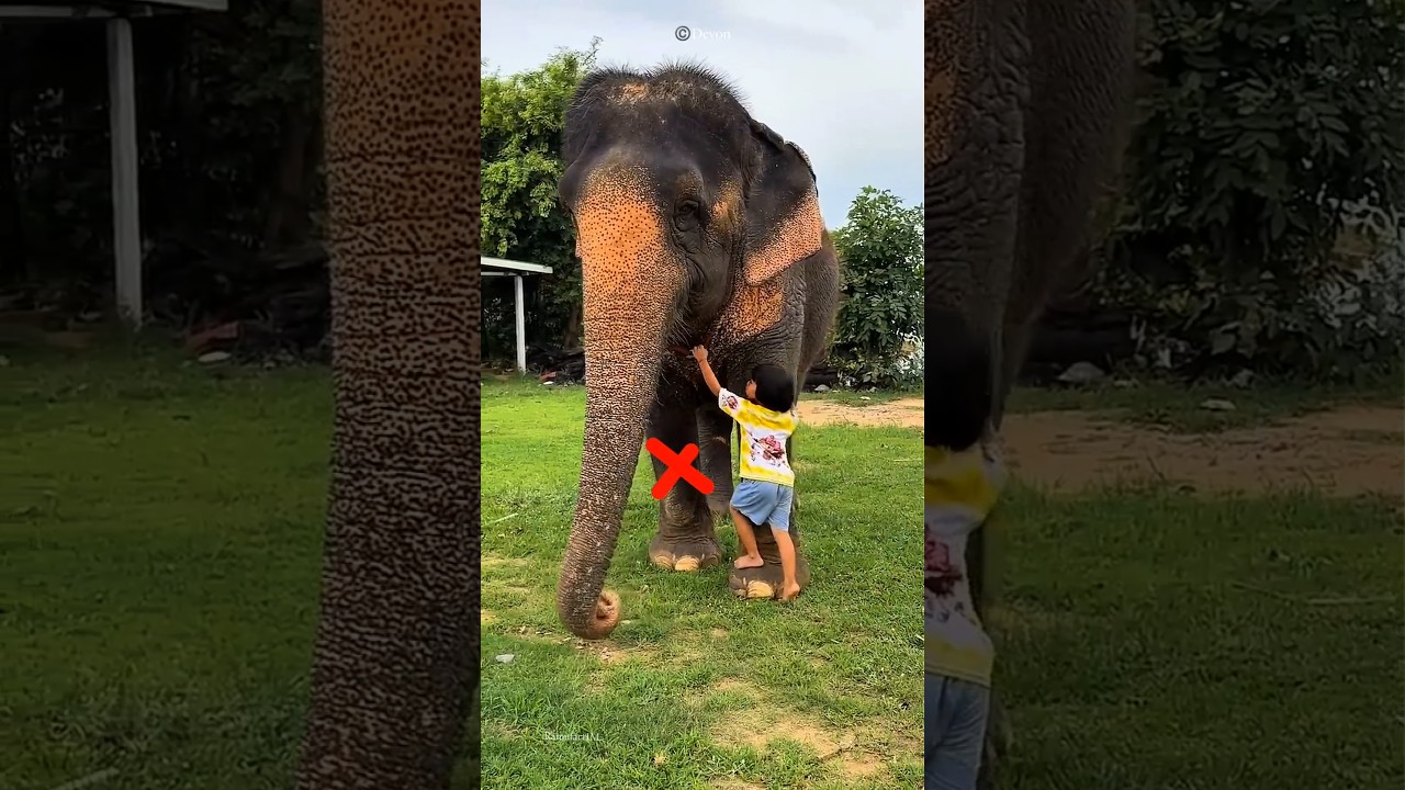 What did the elephant do 😯