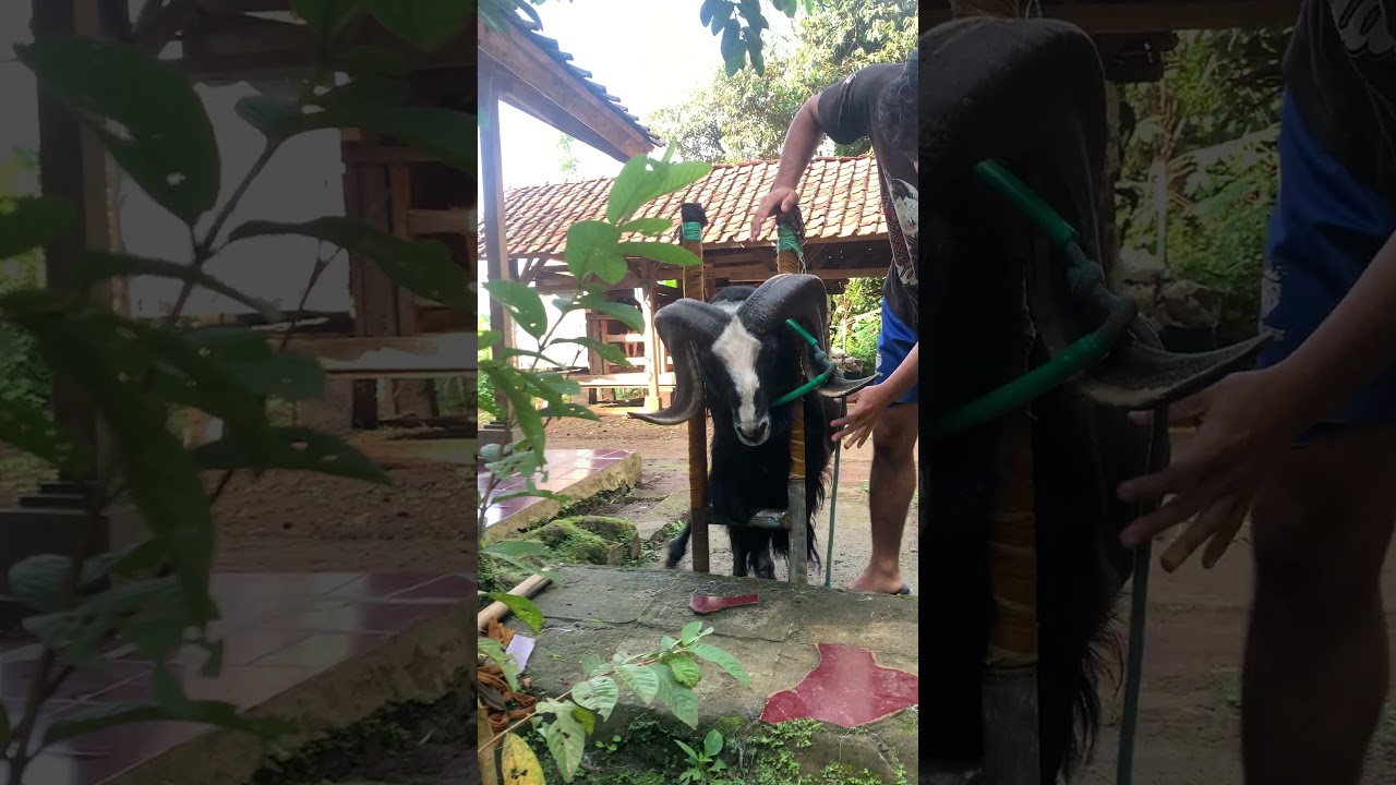 domba garut mau mandi
