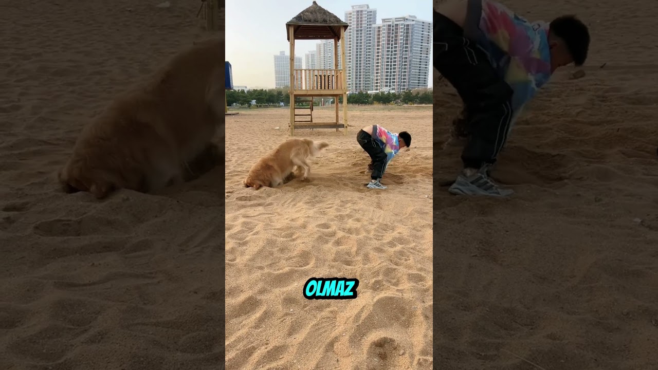 Köpek Çok Haklı😱😂