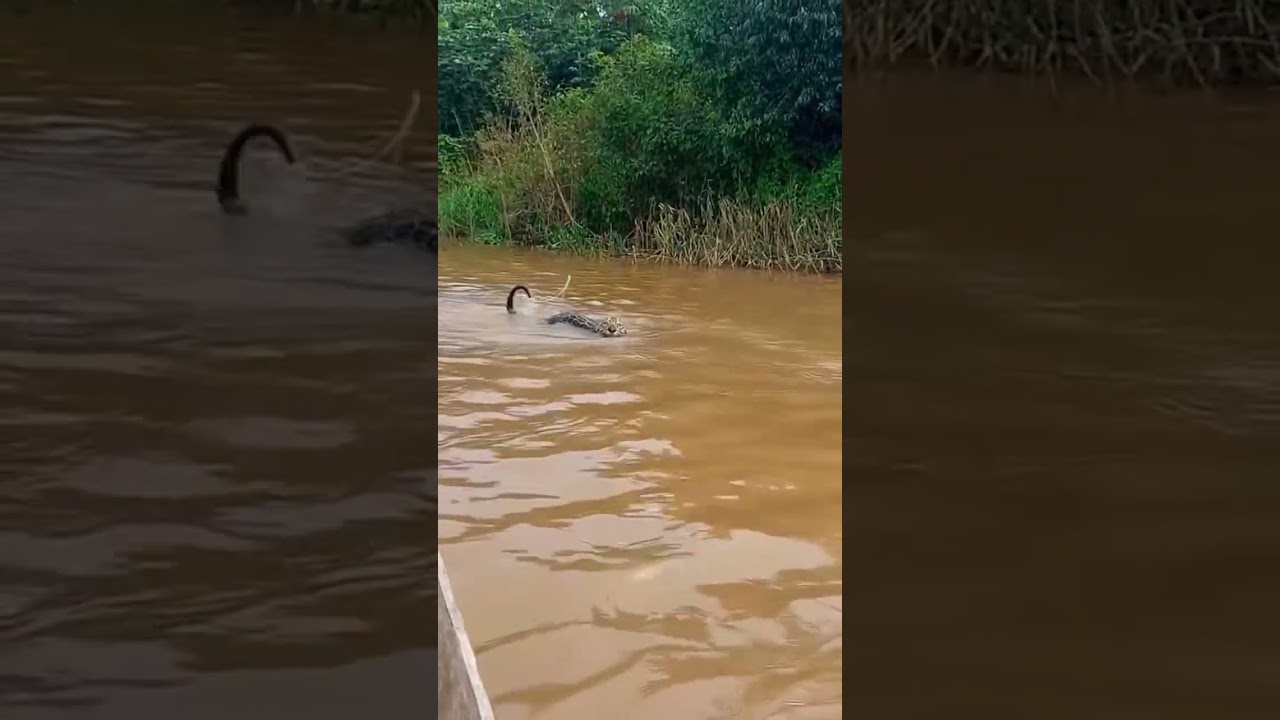 Onça pintada veio no barco olha o susto