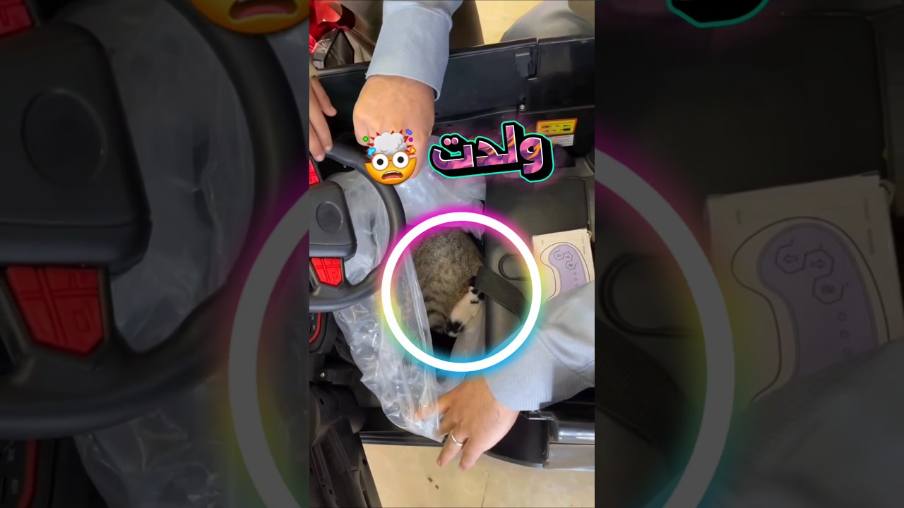 قطة ولدت داخل سيارة بي ام دبليو 🤯