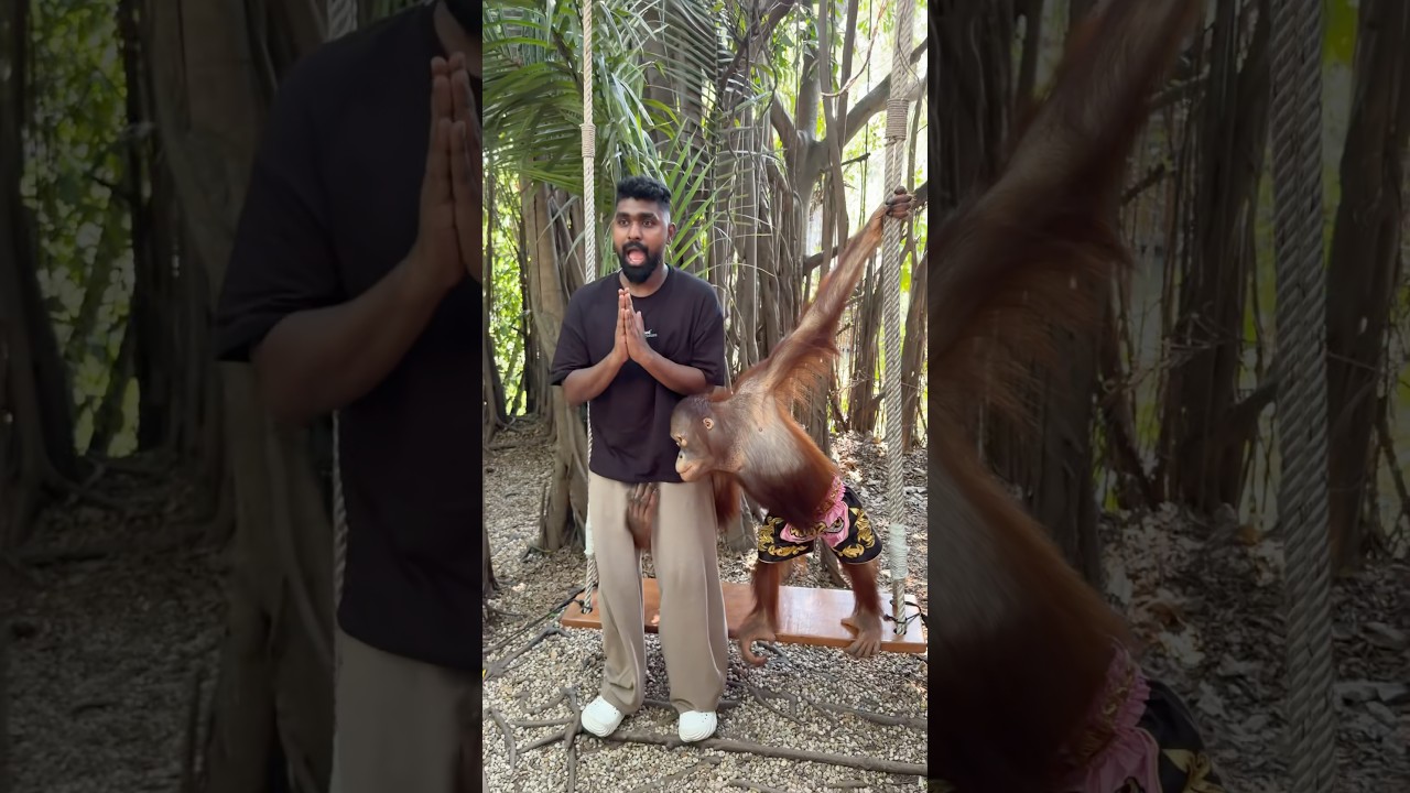 കുരങ്ങന്റെ കുസൃതികൾ 😹❤️