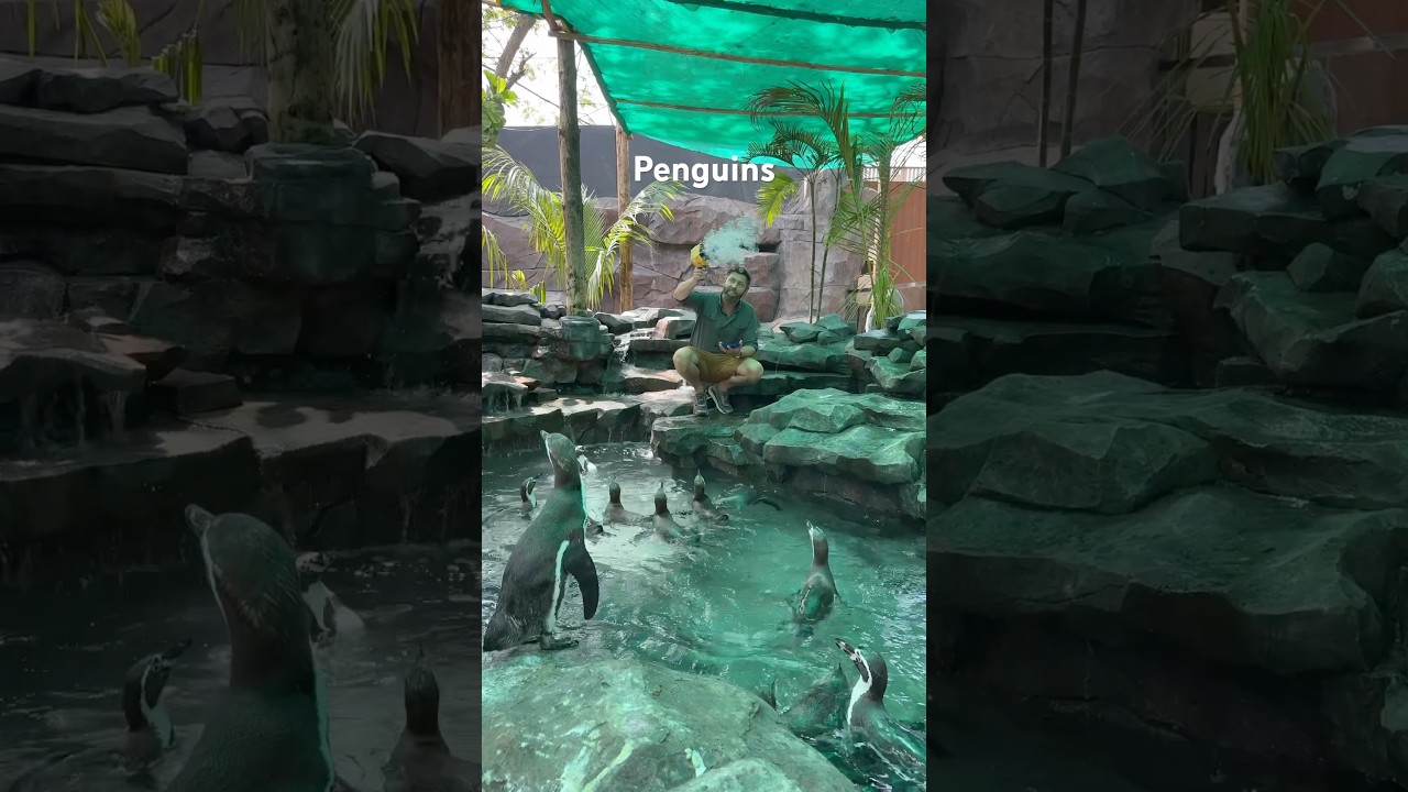 Which Animals Like Bubbles?