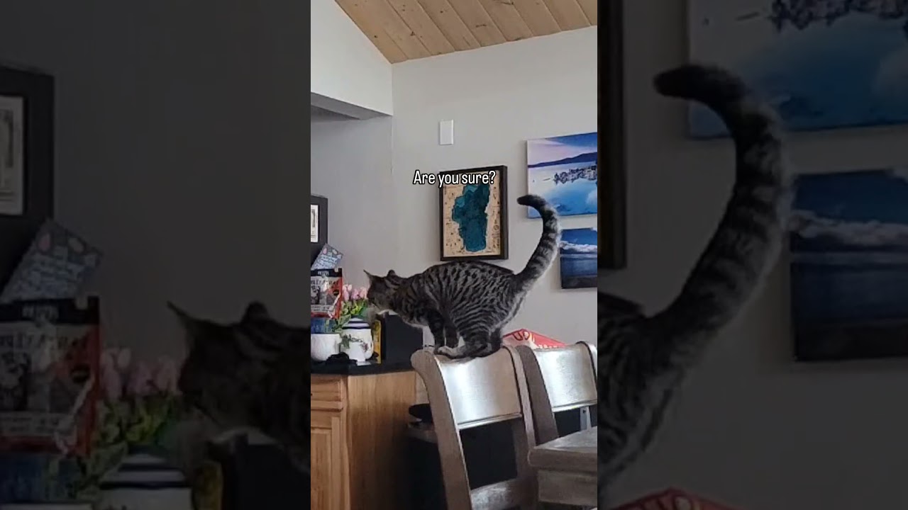 sometimes it takes a little pss pss persuasion! #cat