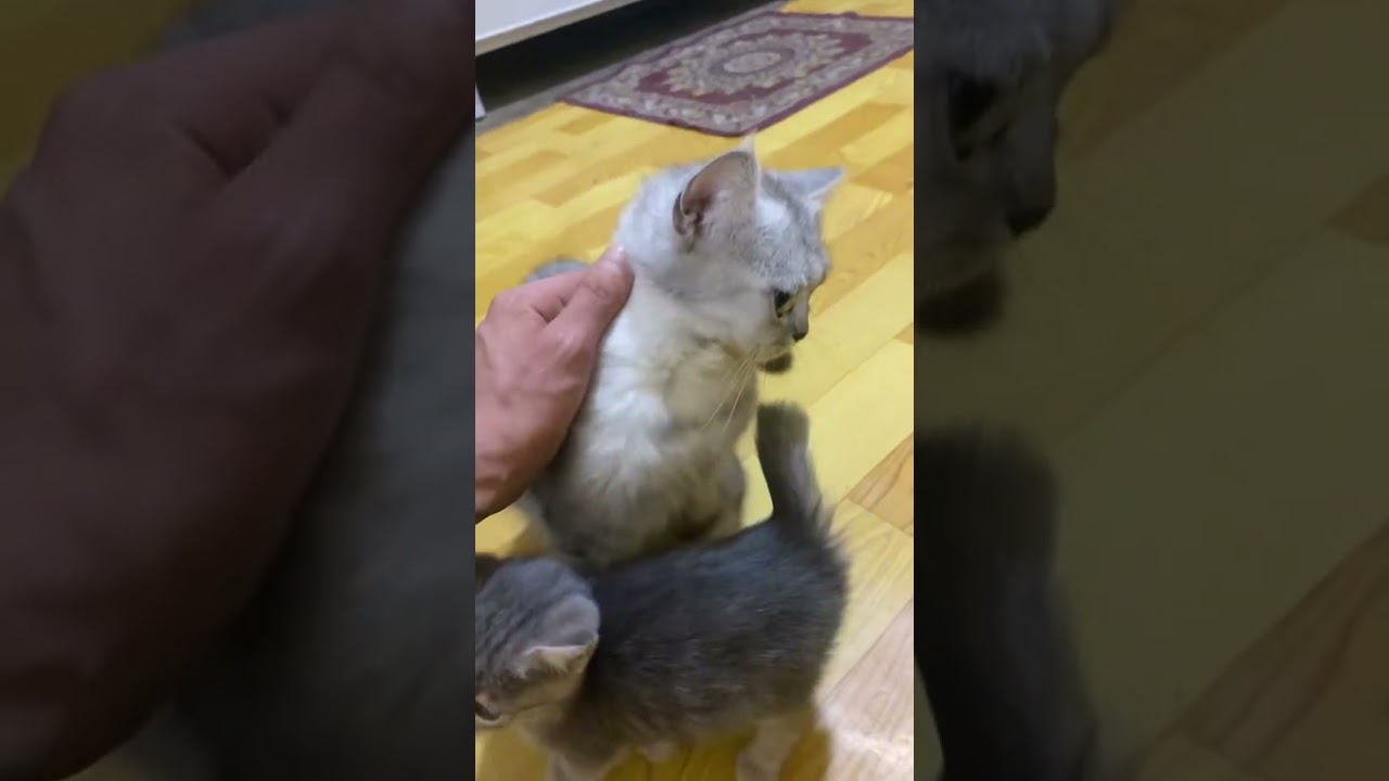 هذا شعوري من ارجع من الشغل و اشوفهم🥹 #حويدر #ابوسوكه #حيوانات اليفه# #قطط #cat