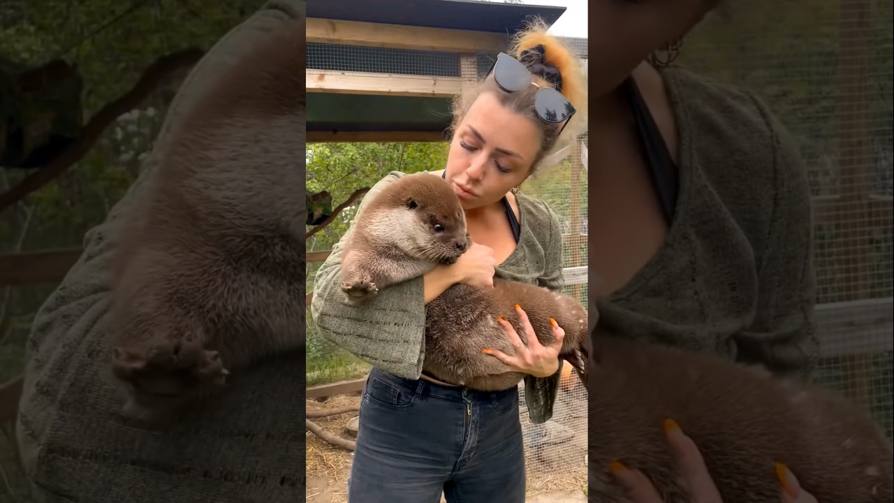 இந்த நீர்நாயின் புத்திசாலித்தனம்!நீர்நாயின் இந்த கல்லை பற்றி தெரியுமா? | Unique Otter Facts!