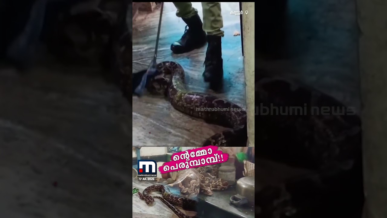 പെരുമ്പാമ്പ് അടുക്കളയിൽ!!! വീട്ടിലുണ്ടായിരുന്ന പേർഷ്യൻ ക്യാറ്റിനെ വിഴുങ്ങിയ നിലയിലായിരുന്നു പാമ്പ്