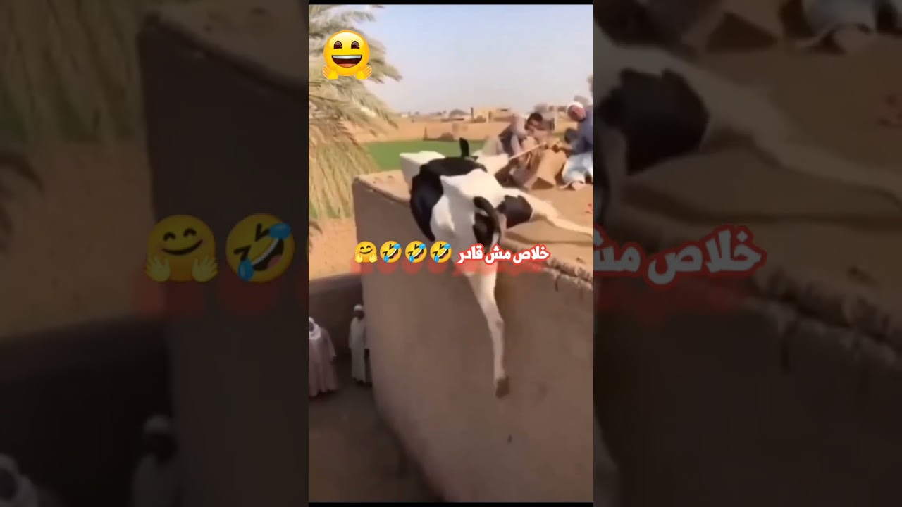 خلاص مش قادر 🤣🤣🤣 😭 That's it, I can't 🤣🤣🤣 😭 مضحك ومبكي Funny and sad #youtubeshorts #ytshorts #yt