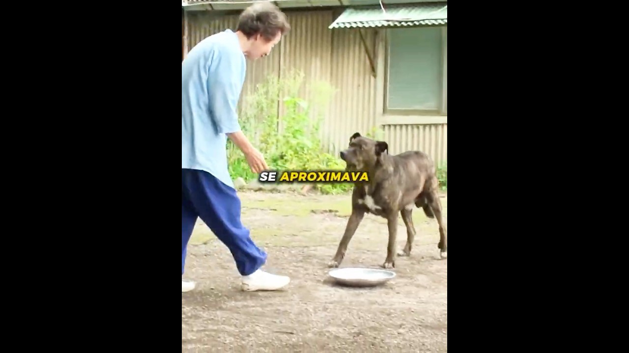 Depois de 5 anos ela finalmente o tocou 🥹❤️