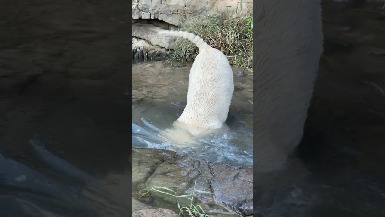 This Labrador Vanished Underwater and Charged Out With a Boulder