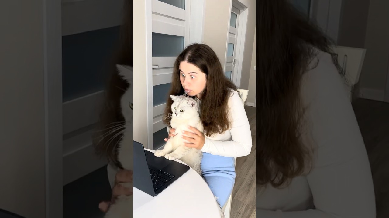 I got Mani a new friend😅 Subscribe to support😺❤️ #cats #cat #americe