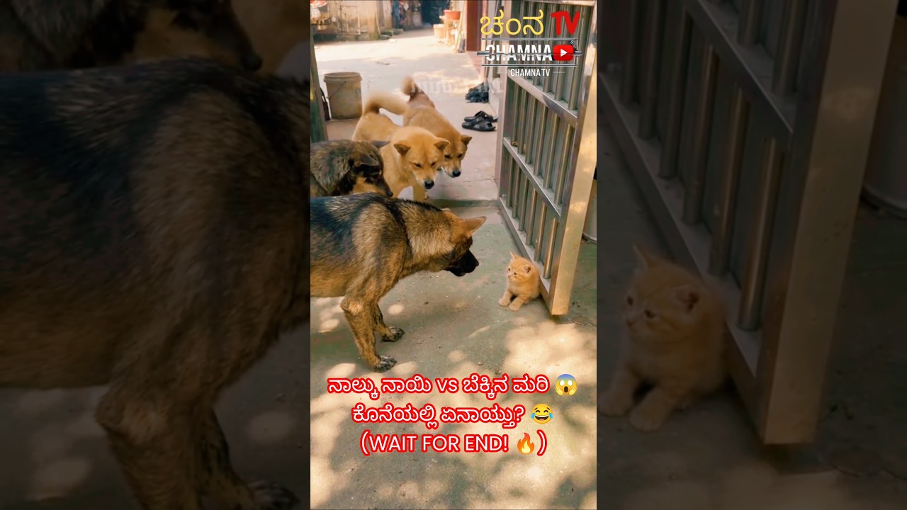 ನಾಲ್ಕು ನಾಯಿಗಳು ಬೆಕ್ಕಿನ ಮರಿ ಮೇಲೆ ಅಟ್ಯಾಕ್! ಕೊನೆಯಲ್ಲಿ ಏನಾಯ್ತು ಅನ್ನೋದು ನಂಬೋದಕ್ಕಾಗೊಲ್ಲ 😂🐱🐶