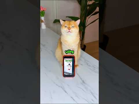 القط ده حلمه غالي جداً.. وشوف صاحبته ضحت بإيه عشان تفرحه! 😱🐧