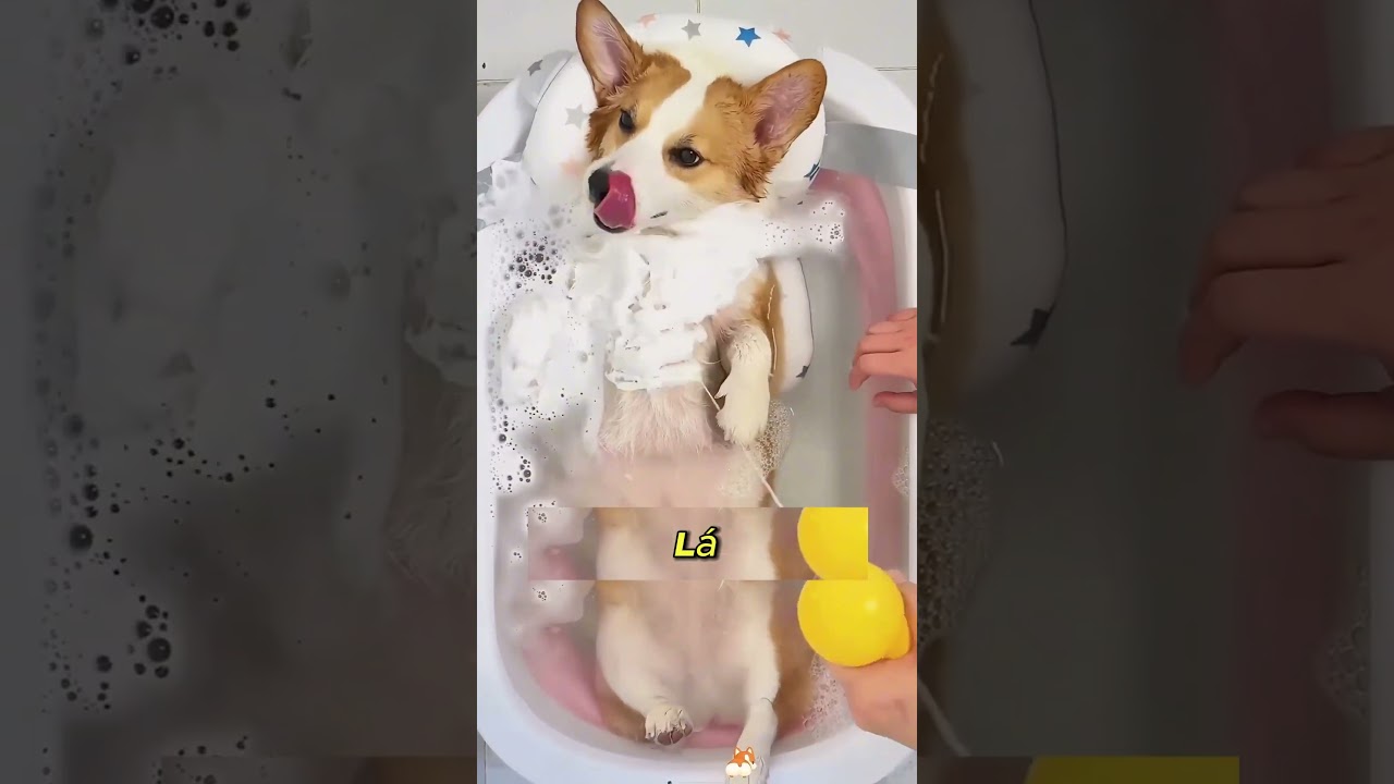 Como ensinar o banho  #lunatico