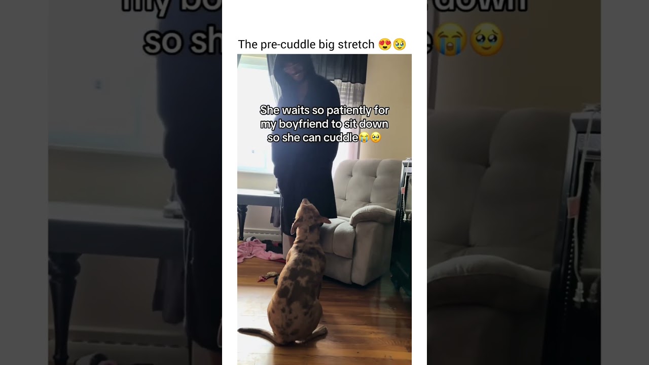 She even waited for him to sit back.. lol. Love pit bulls #dogshorts #dog #funny #petshub #pets