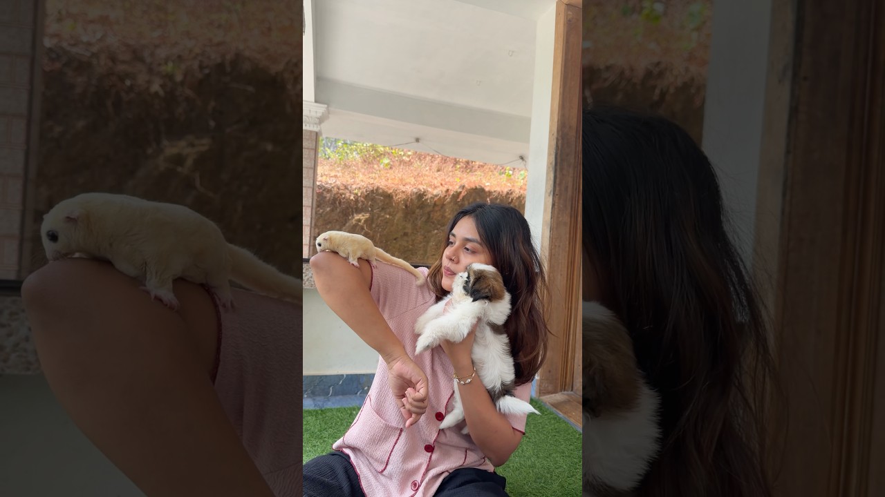 🐶🐿️എന്തിയേടി നിൻറെ പറക്കുന്ന അണ്ണാൻ ‼️ #shorts