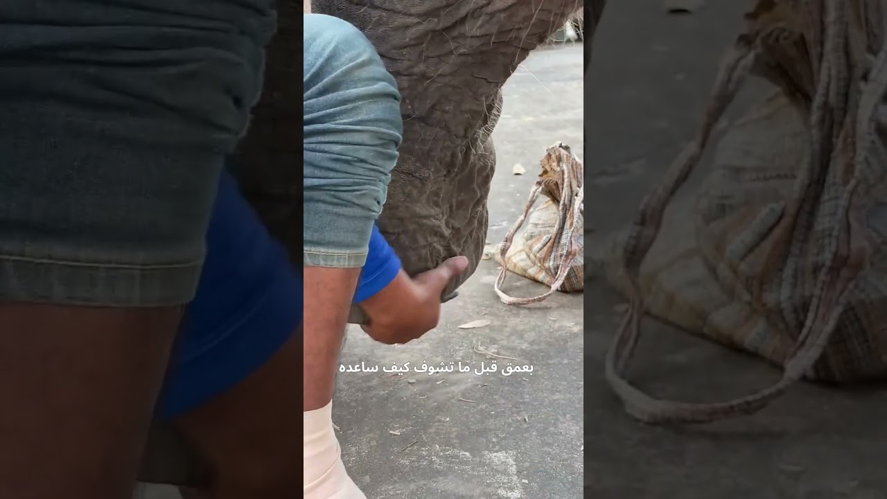 أجمل لحظة إنسانية: إنقاذ فيل يصرخ من الوجع! 🙏🐘 #shorts  ( @Boonperm. )
