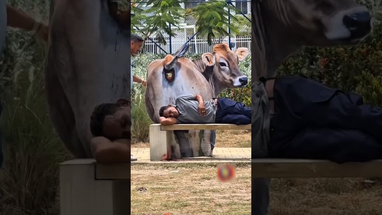 الجاموسة بتعمل بيبي لبن milk 🫣😱😂😂😂😂😂😂😂#viralshorts #youtubeshorts #funny #comedy #كوميديات #tiktok
