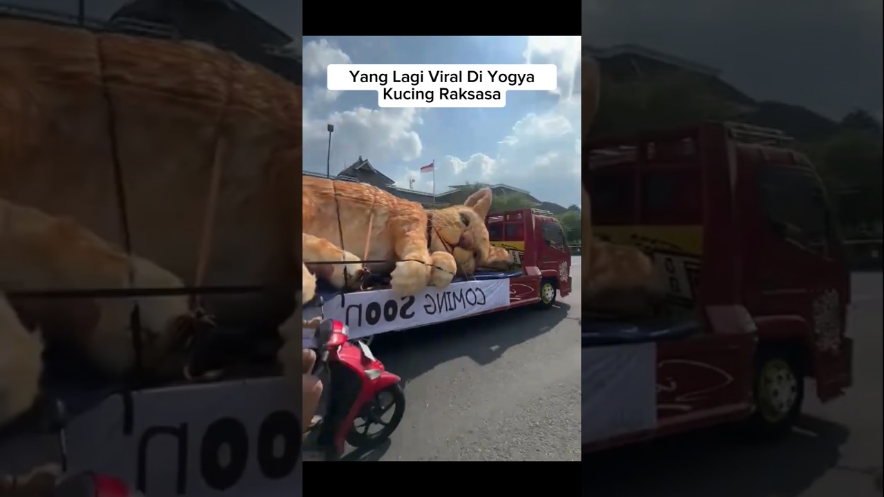 Viral Kucing Raksasa Di Yogya #shorts #cat #kucing #animals #funny #cute #pets