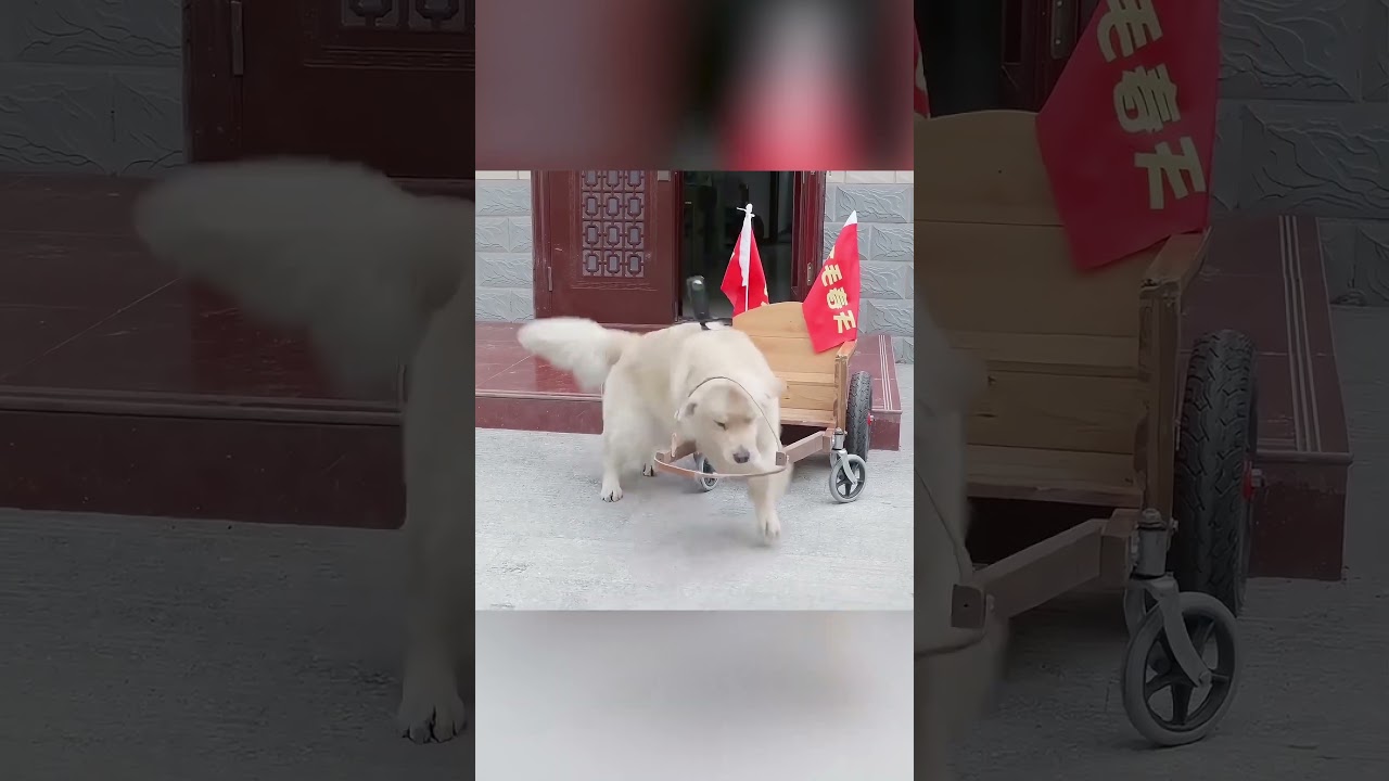 🐶 أذكى كلب في المدينة: من بائع إلى بطل!