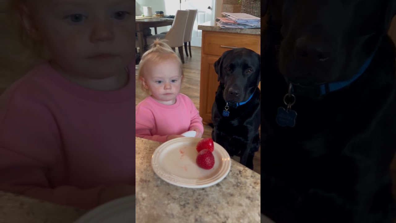Toddler Gets Mad When Her Dog Eats Her Strawberry 😂 #ToddlerAndDog #LabradorRetriever #DogShorts