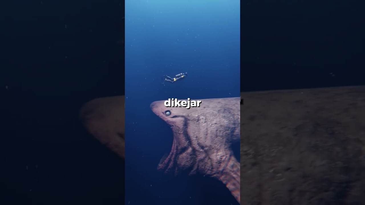 mimpi aku aneh mulu