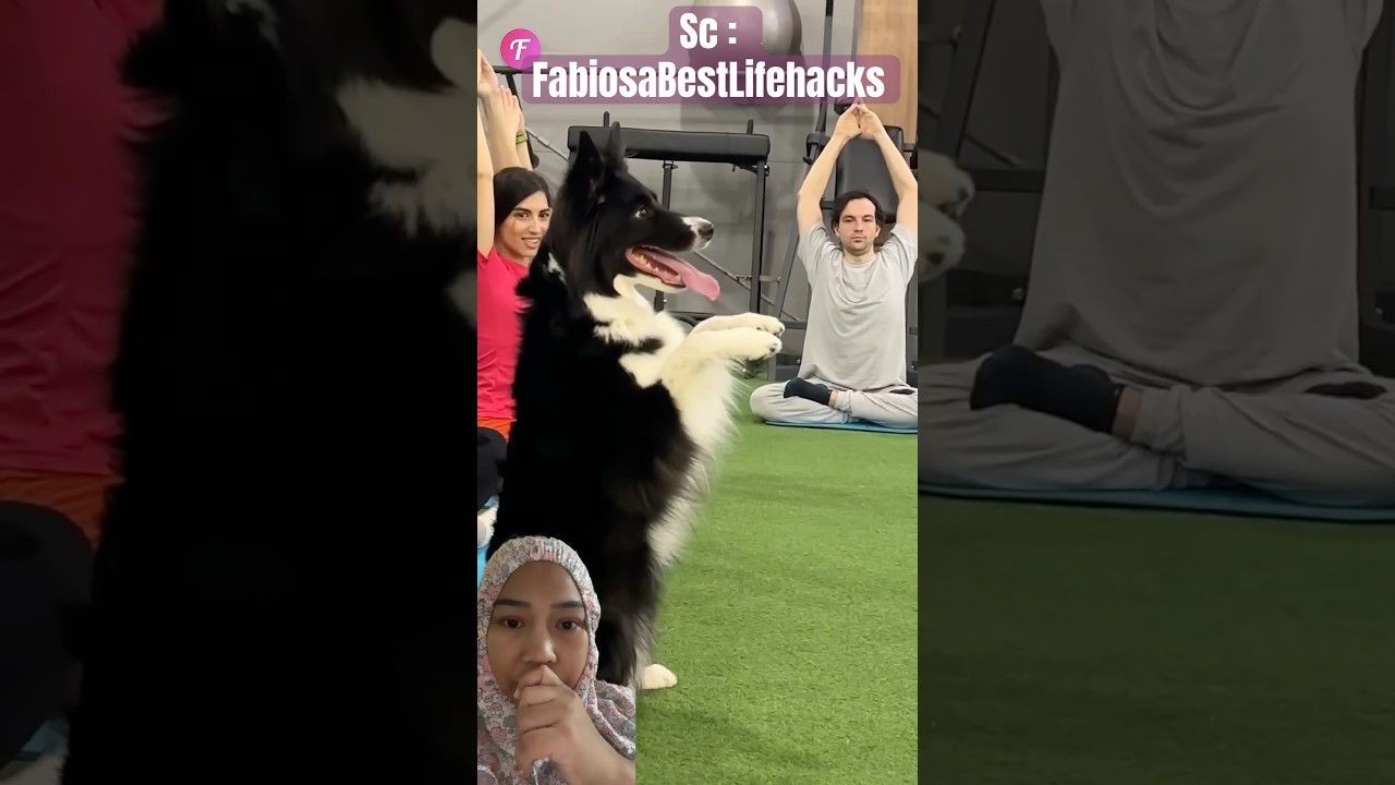 DOGY IKUT SENAM ‼️ #ytshorts