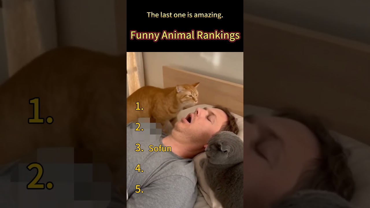 Funny Animal Rankings