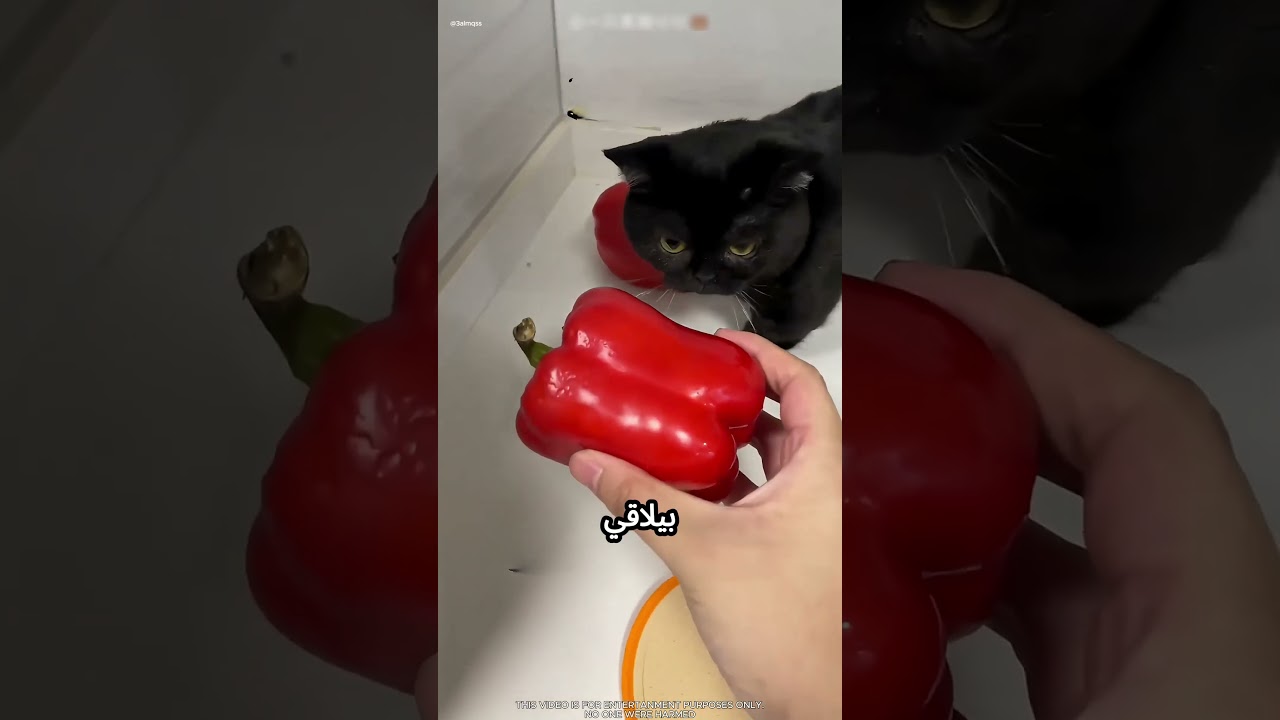 بيشتري قطة سودة بس بتحصل مفاجأة جميلة #viral
