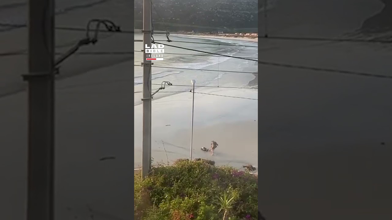 Seal Chases Woman Off Beach 😅
