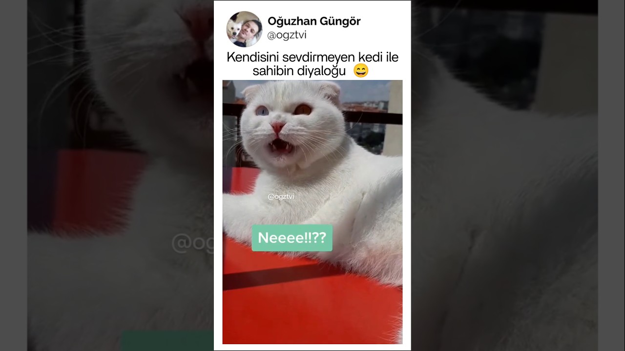 Kendini sevdirmeyen kedi ile sahibinin diyaloğu
