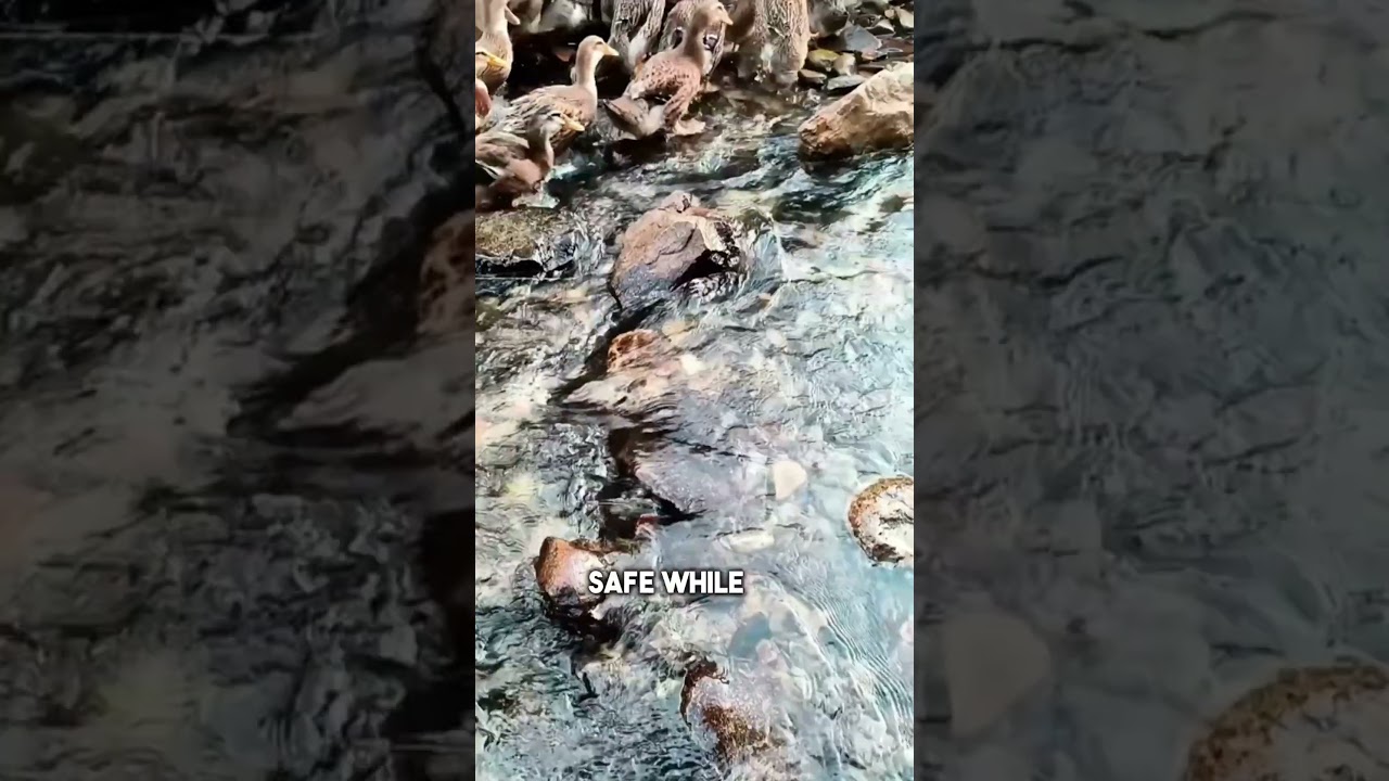 The Genius Way This Farmer Raises Ducks 🦆 - Published by HL Stories