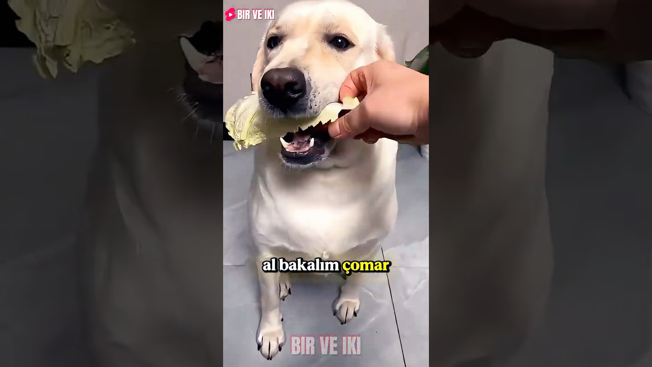 Kurnaz Köpek Küçük Tavuğu Kardeşine Verdi Ve Yakalandı! 😲🍗