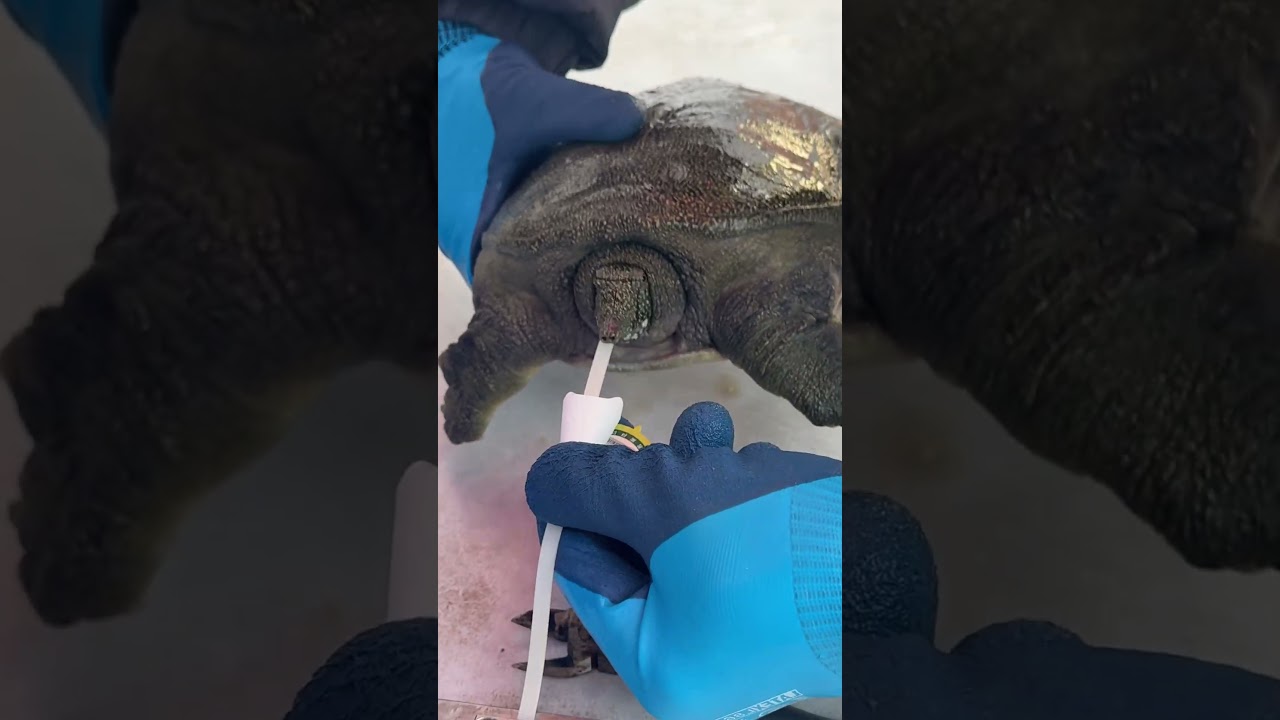 This weird head cover stops soft‑shell turtles from biting 🐢 #animals #turtlewatching #funny #pets