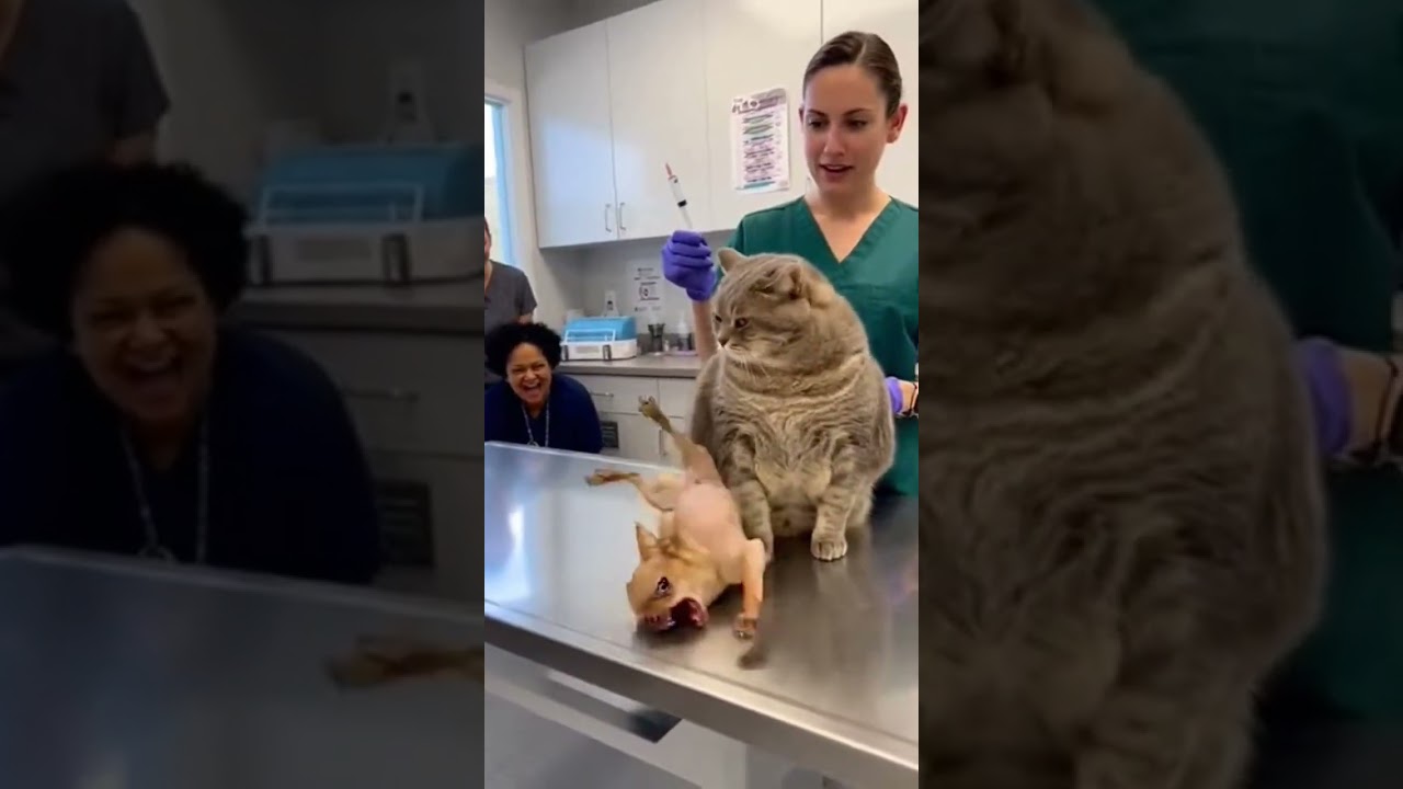 🐾💥 Vet Clinic Turns Comedy Show