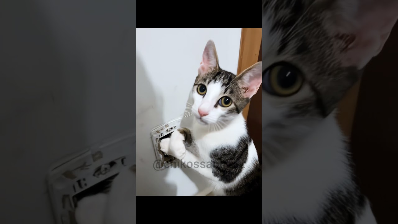 gatos 🐈 curiosos 😸🥰😶‍🌫️ #cat #viral #gatos #funnycats #pets