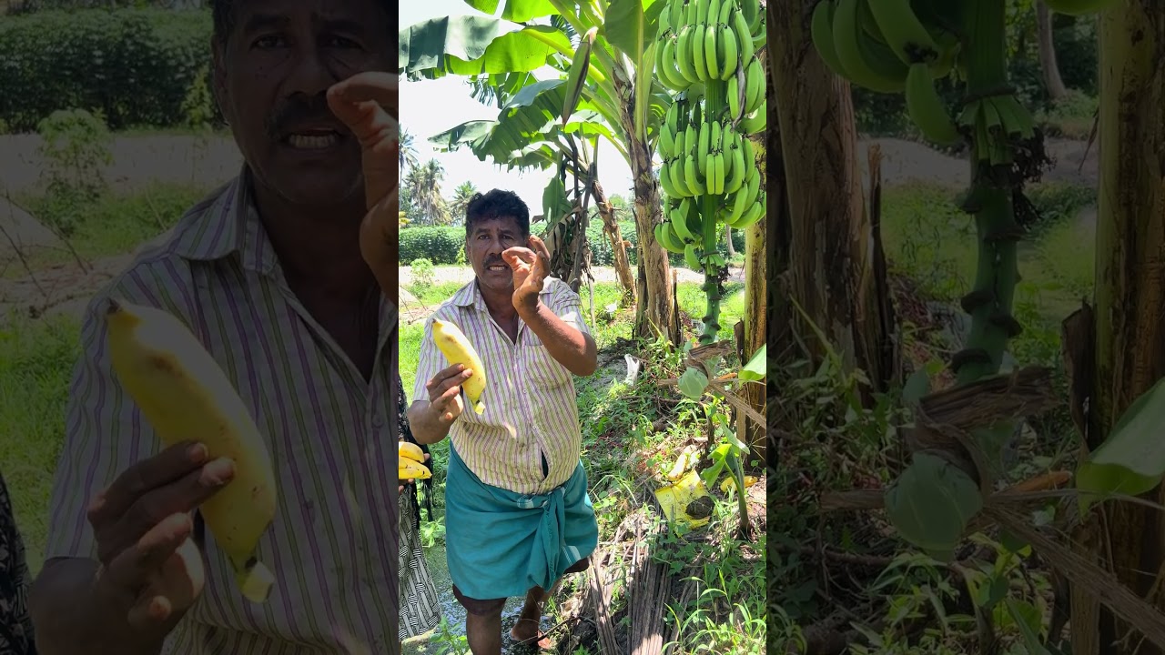 Banana 🍌(Kerala Vs Tamilnadu) #new #farmingtraditions #latest #food #agriculture #viral #indianfarm