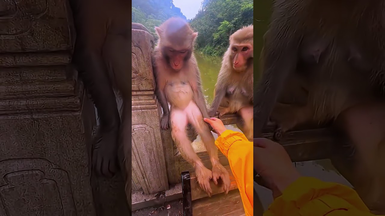 Zavallı Coco'nun Eli Neden Şişti! 😱🤕🐶