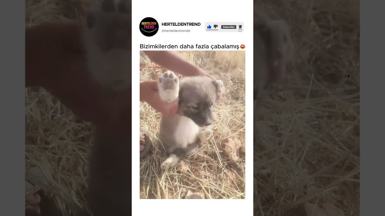 Bizimkilerden daha fazla çabalamış😂