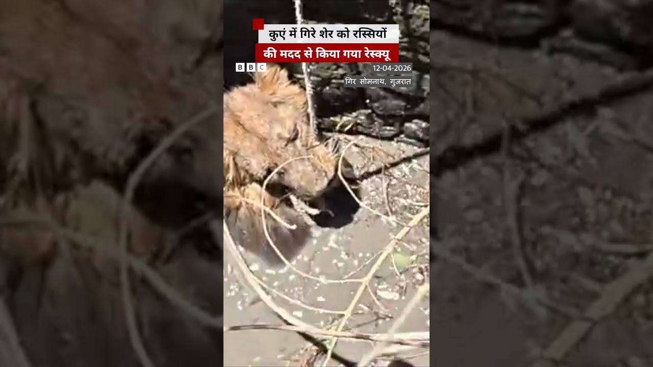 जब कुएं में गिरा शेर तो इस तरह किया गया रेस्क्यू (BBC Hindi)