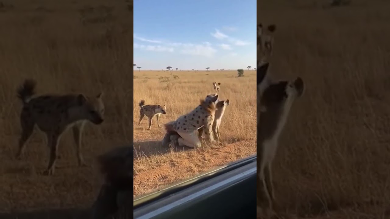 He Tried To Join HYENAS 😭  #Wildlife #Hyena #Safari #EpicFail #Shorts
