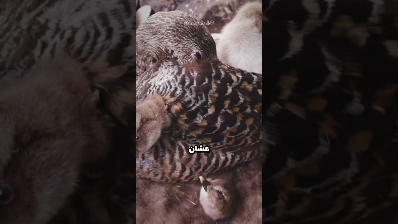 أغلى فرو في العالم يجي من هذي البطة !
