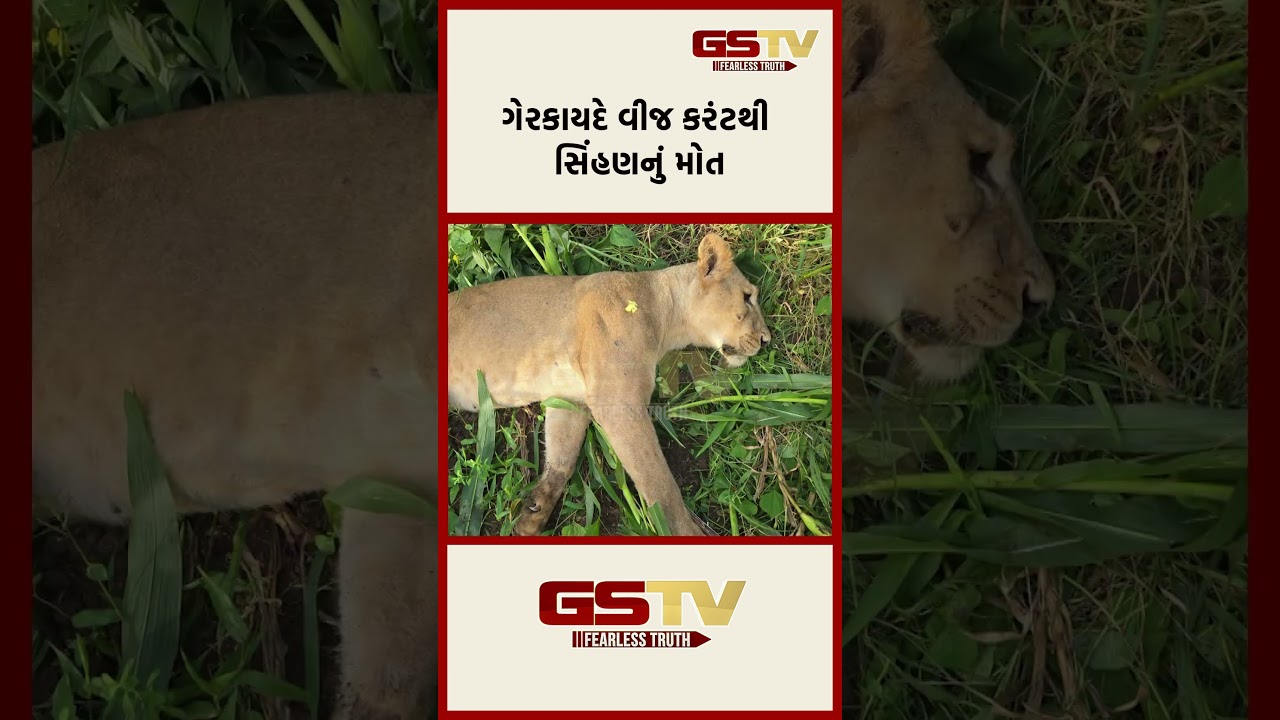ગેરકાયદે વીજ કરંટથી સિંહણનું મોત