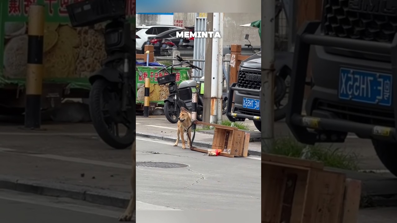 Anjing Ini Tak Henti Menoleh pada Orang yang Menolongnya #shorts