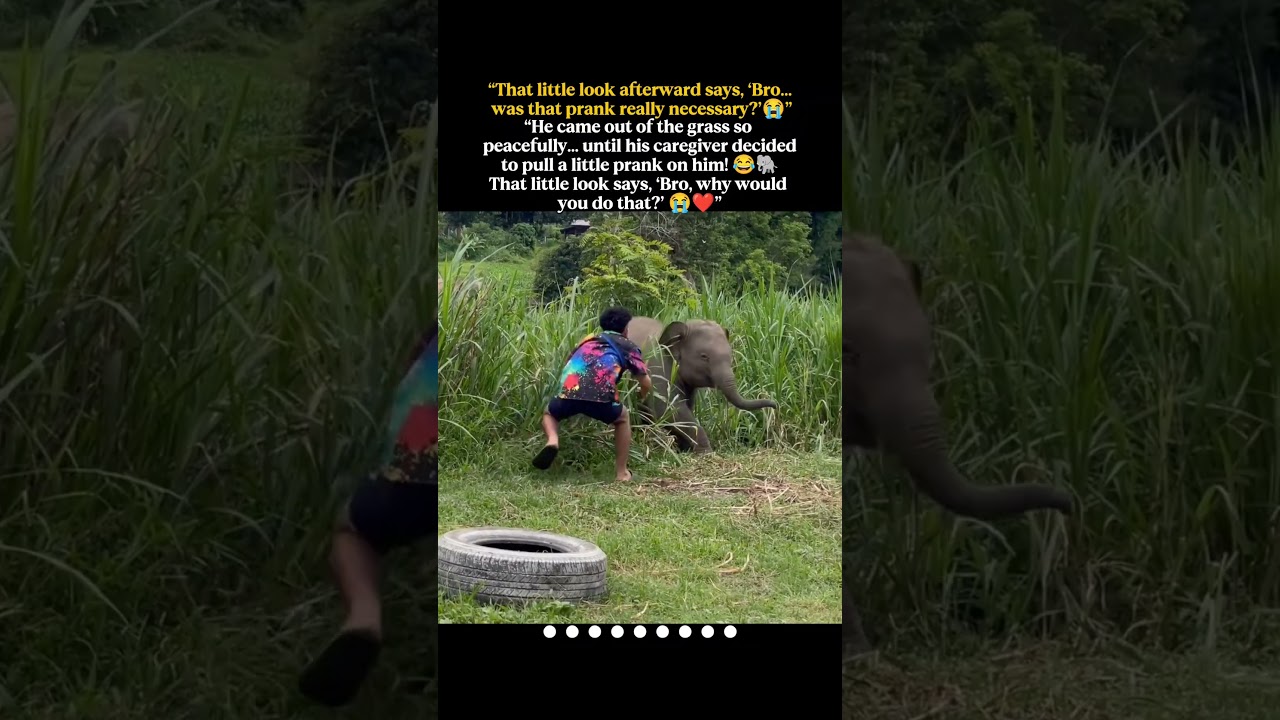 “He came out of the grass peacefully… but his caregiver had a little prank waiting! 😂🐘”