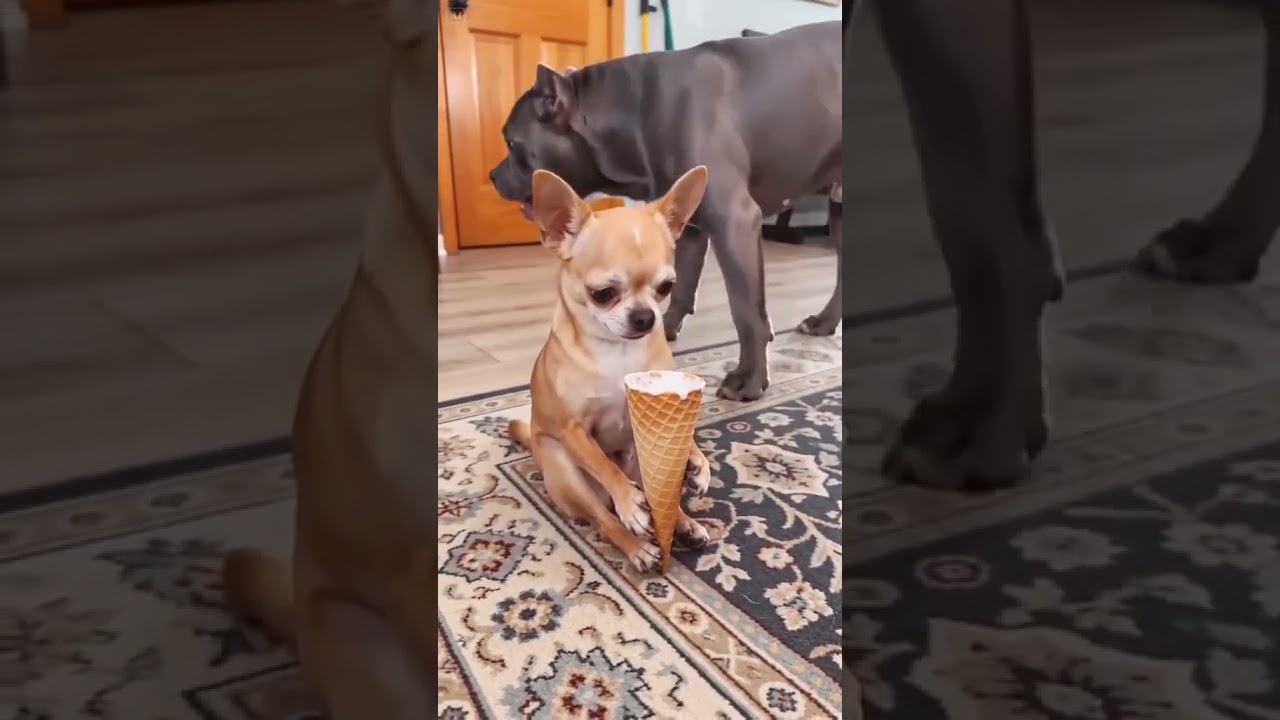 Perro le quita su cono de nieve a chihuahua 🍦🐶 #youtubeshorts #cat #fedevigevani