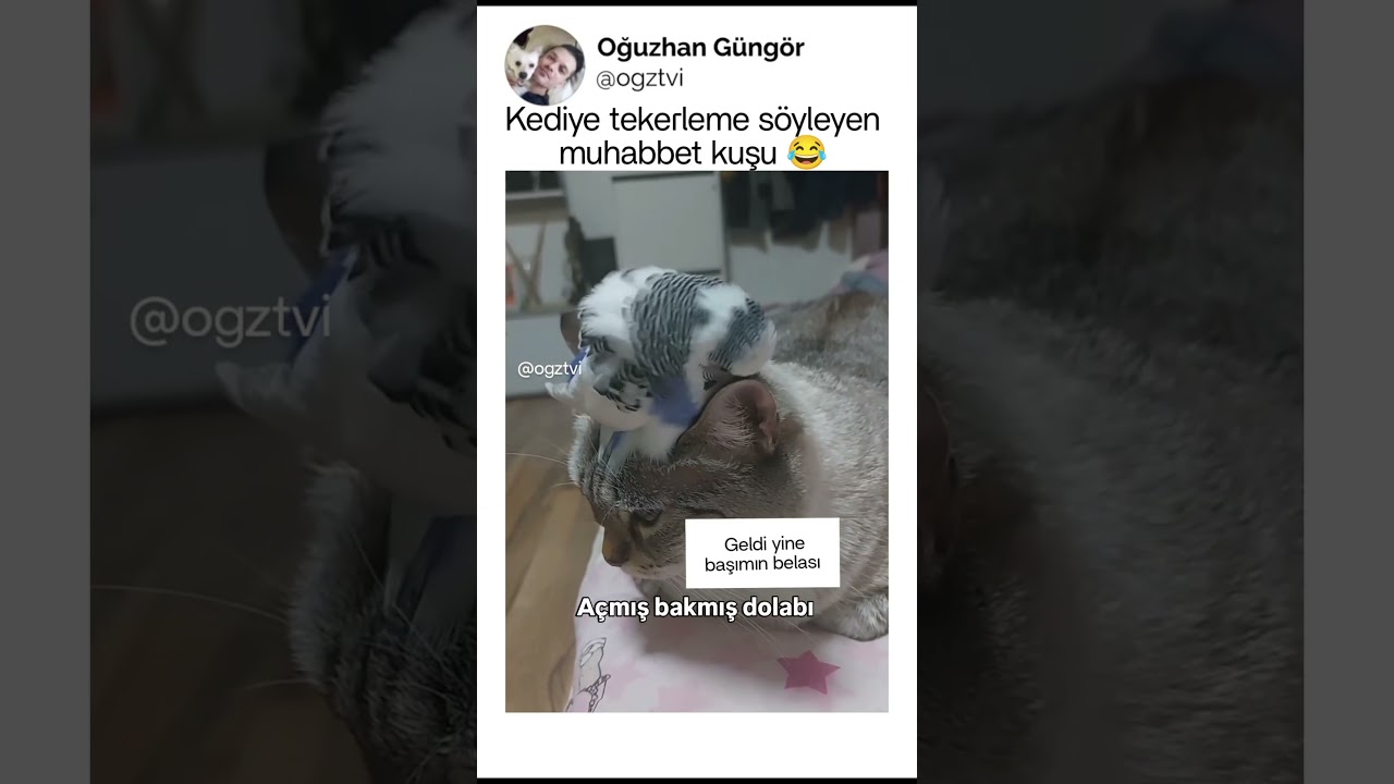 Kediye tekerleme söyleyen muhabbet kuşu